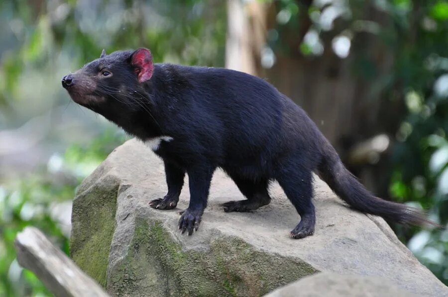 сумчатый муравьед намбат. сумчатый барсук 8 букв. кроличий бандикут австралии. кенгуру валлаби. сумчатый барсук 8 букв.
