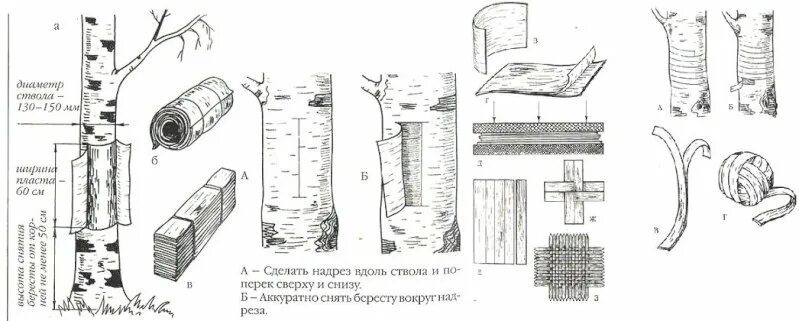 Текст берестяная трубочка. Способы заготовки бересты. Схема снятия бересты. Инструмент для заготовки бересты. Заготовка бересты для поделок.