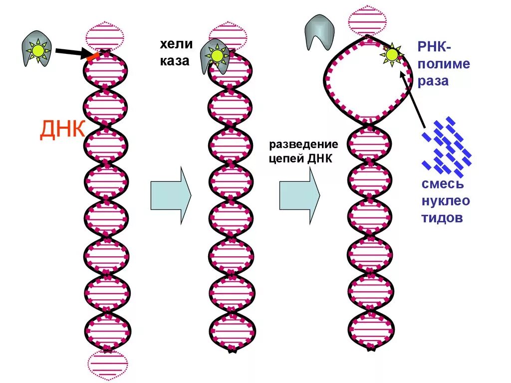 12 цепей днк. Репликация этап терминации. Репликация ДНК. Терминация репликации ДНК. Изобразите схематично репликацию ДНК.