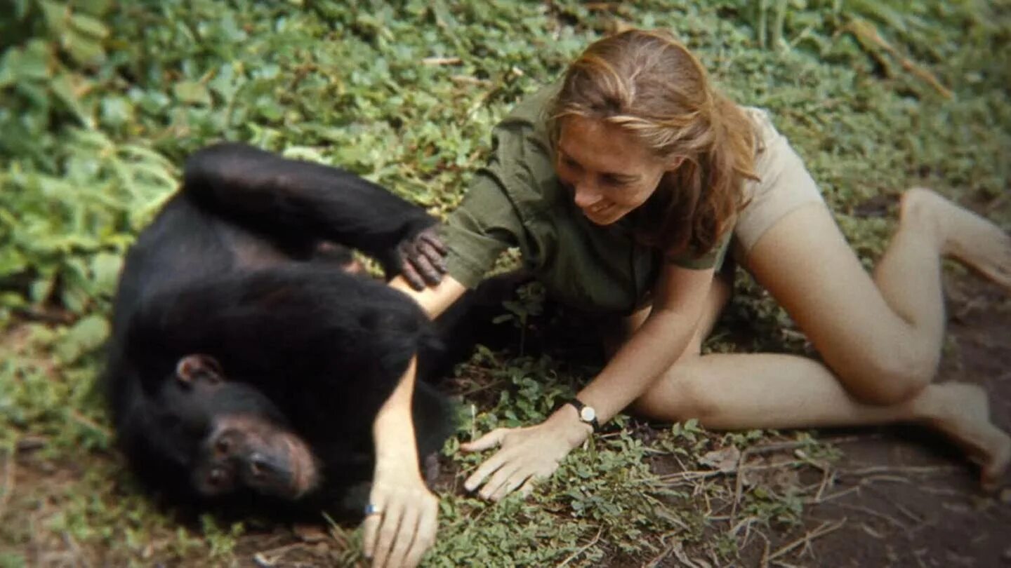 Шимпанзе девушку. Джейн Гудолл и шимпанзе. Джейн Гудолл (Jane Goodall):.