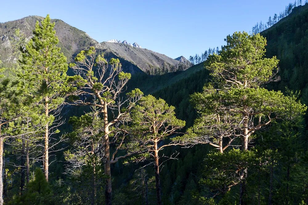 Кедр лиственное. Восточносибирская тайга лиственница. Тайга кедр, пихта. Кедр лиственное. Хвойные ель, сосна, кедр, лиственница, пихта.