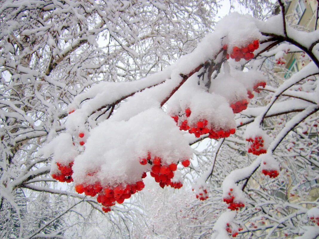 деревья в снегу. тихо в лесу. серебристый снег. суриков белый снег пушистый. падает на лес пушистый.