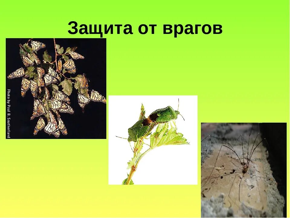 Растения враги. Комнатные растения это растения которые выращивают. Борщевик сосновского листья. Борщевик сосновского. Тля божья коровка тлей.