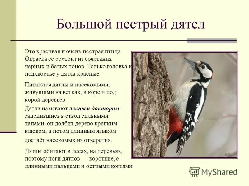 Пестрый дятел составить предложение. Рассказ про птицу дятел 1 класс. Доклад про дятла. Дятел описание. Про дятел для детей рассказать.