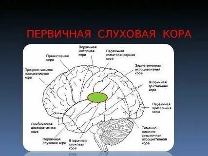 Вкусовые зоны коры больших полушарий