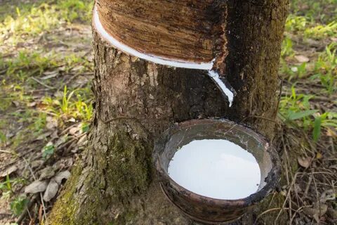Латекс гевеи