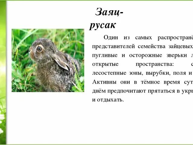 У зайца русака глаза. Красная книга Республики Коми о зайце-русаке. Заяц-Русак красная книга. Заяц в красной книге. Заяц Русак описание.