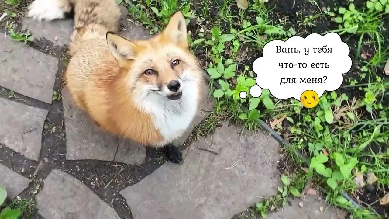 Алиса лиса говорит. Лис строит. ли сяо лиса алиса.