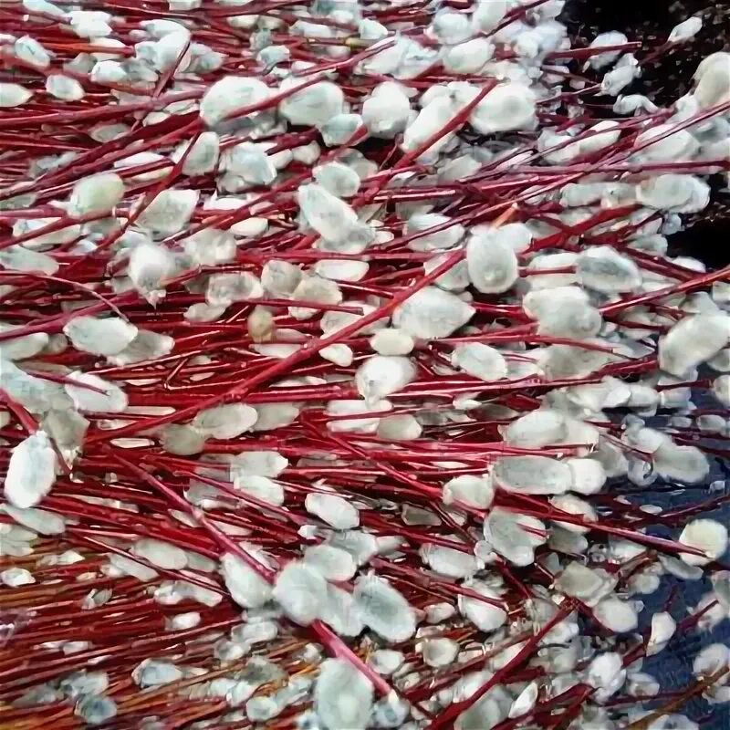 Как выглядит цветок краснотал Cardinal Dogwood (Cornus sericea 'Cardinal') at Skillins Greenhouse Red twig dog