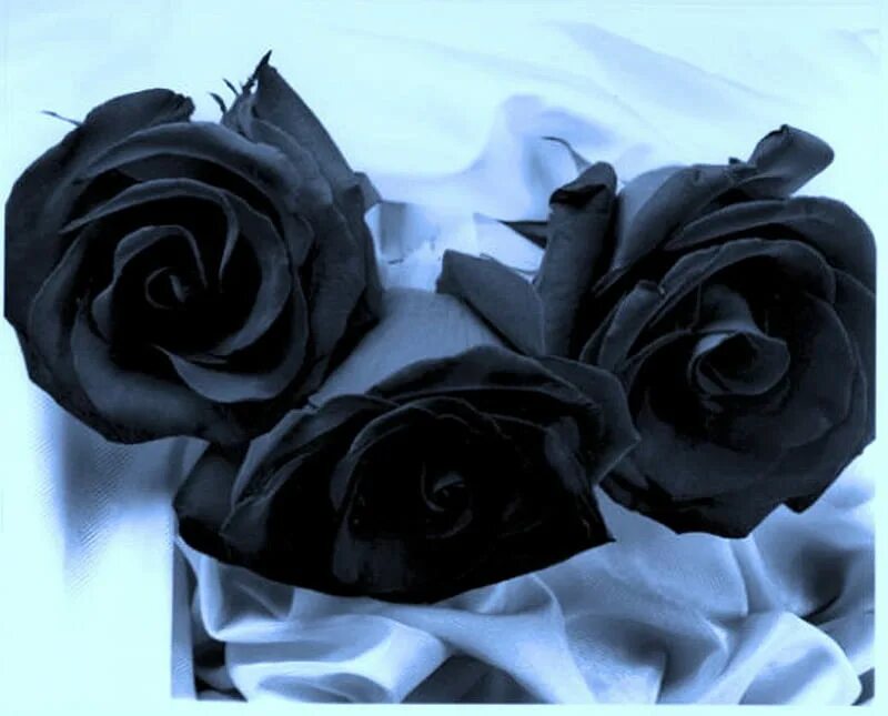 Черные розы Халфети. Цветы в черно белом цвете. Красивые черные цветы. Красивые темные цветы.