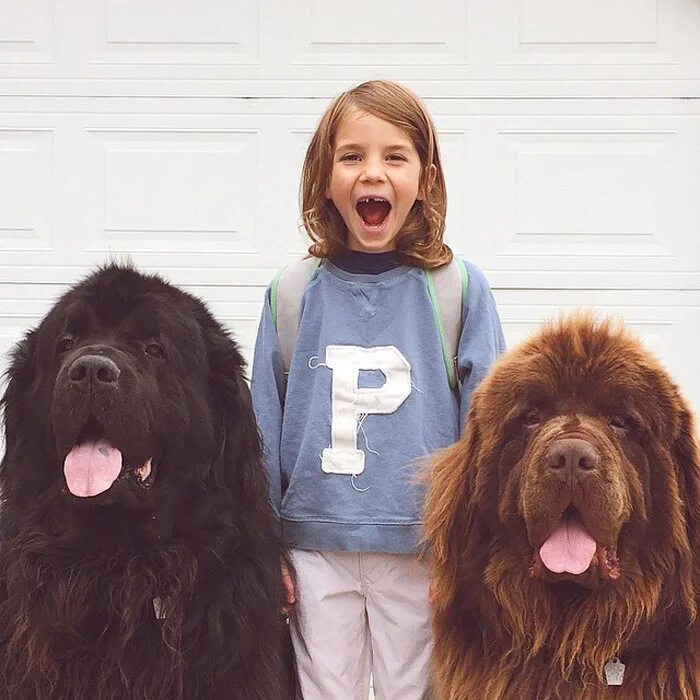 2 больших собак. Большая собака. Ньюфаундленд девочка. Самая большая собака. Две большие собаки.
