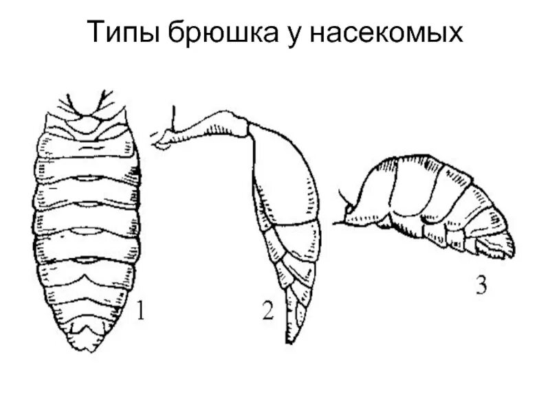 Брюшко у насекомых. Типы брюшка насекомых. придатки брюшка насекомых. строение брюшка насекомых. клоп строение брюшка.