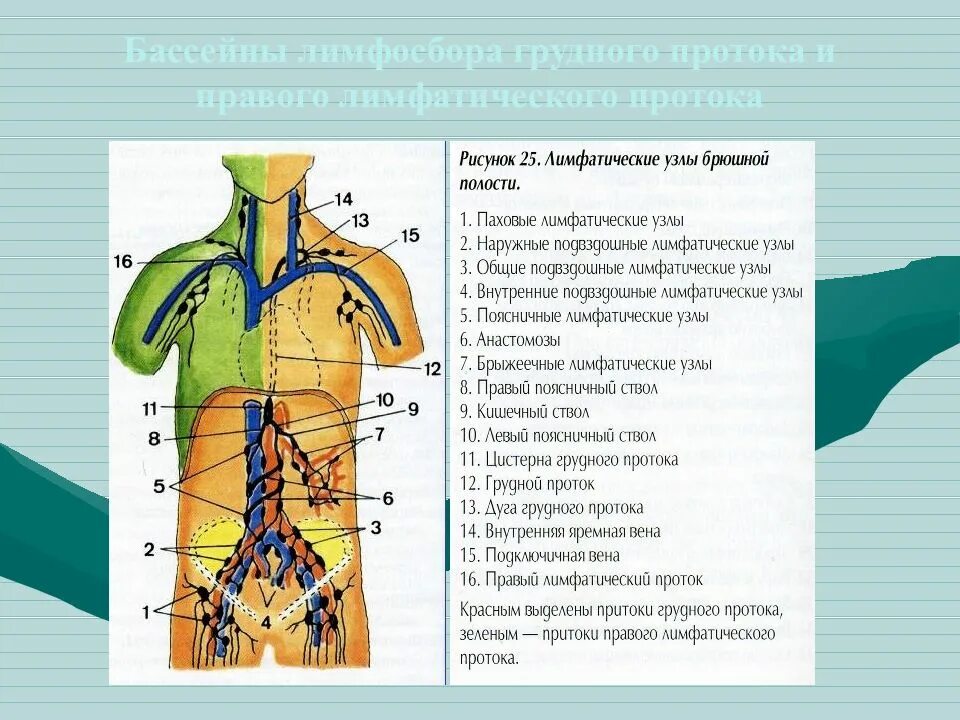 Лимфатические сосуды и узлы брюшной полости. Лимфатические узлы брюшной полости анатомия. Анатомия лимфатической системы грудной полости. Схема расположения лимфатических протоков. Лимфатические сосуды в организме