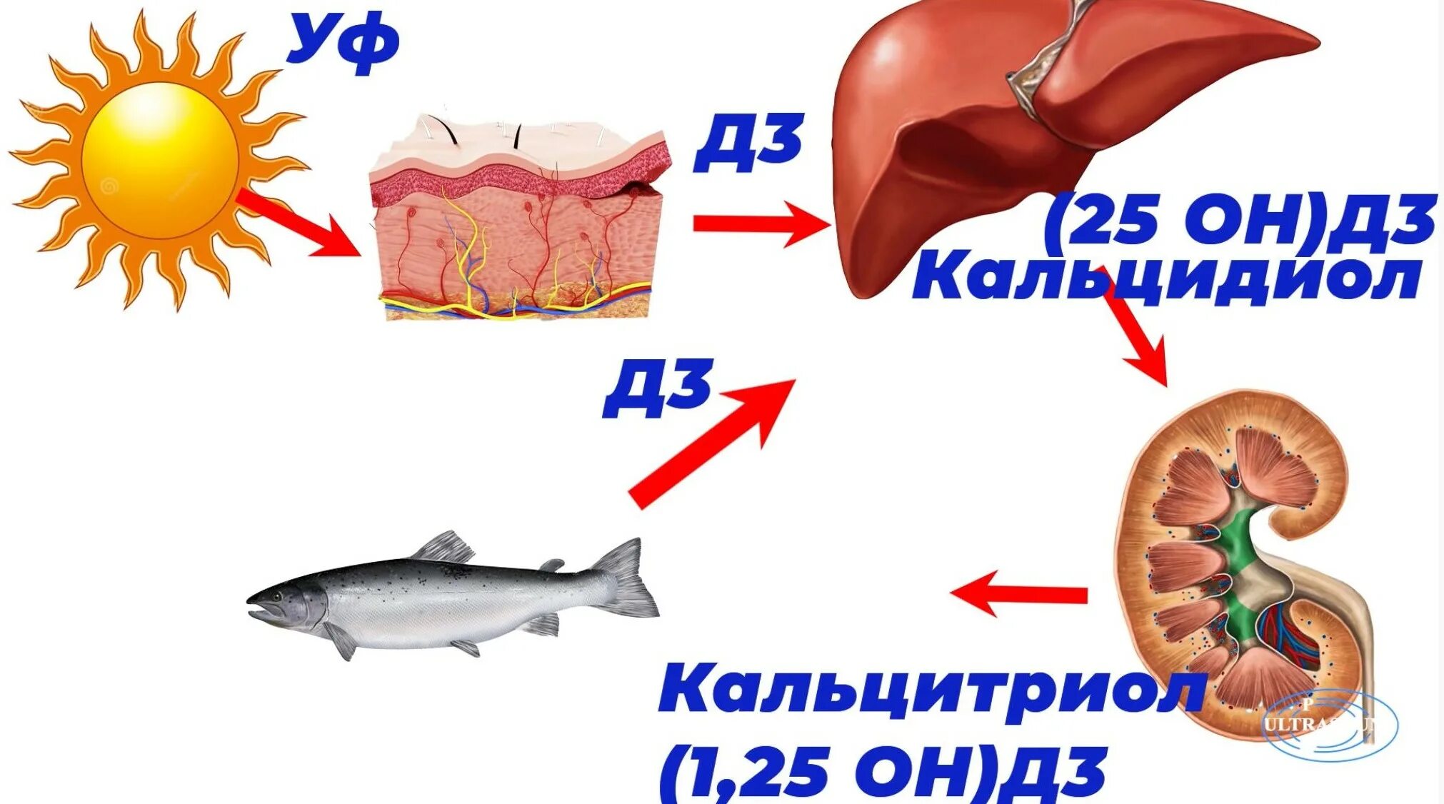 Метаболизм витамина д3 в печени. Метаболизм витамина д. Метаболизм витамина д3. Метаболизм витамина д в почках. 25 он д3