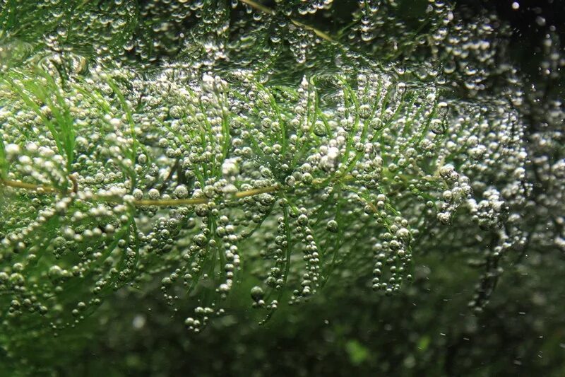 Почему пузыри в аквариуме. Элодея канадская. Пузырек растение. Пузырьковые водоросли. Растения и кислород.