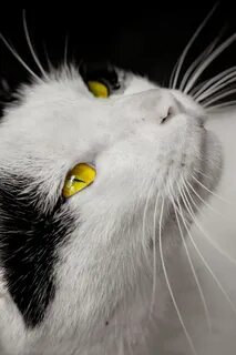 Желто белые коты