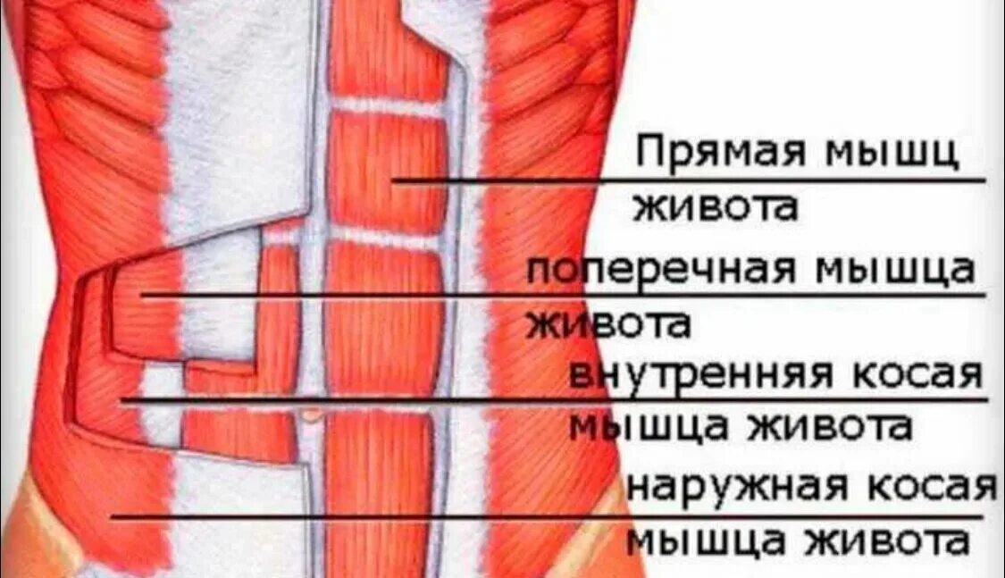 Сильно болят мышцы живота. Сильно болят мышцы живота