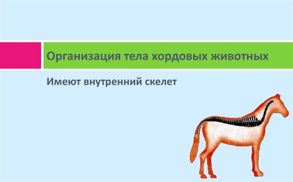 Внутренний скелет хордовых. Хордовые имеют внутренний скелет. животное не имеющее внутренней скелет. какие животные не имеют внутреннего скелета. имеют ли хордовые внутренний скелет.