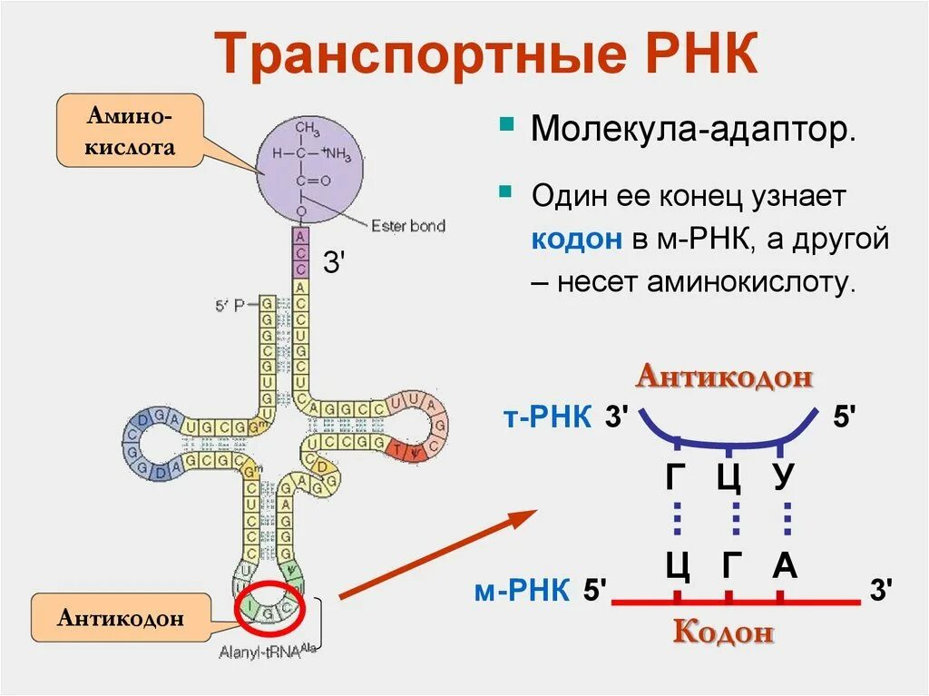 Мономером рнк является аминокислота. Днк рнк ирнк трнк таблица. строение ирнк трнк ррнк. трнк на схеме биосинтеза белка. строение и функции мрнк, трнк, ррнк.