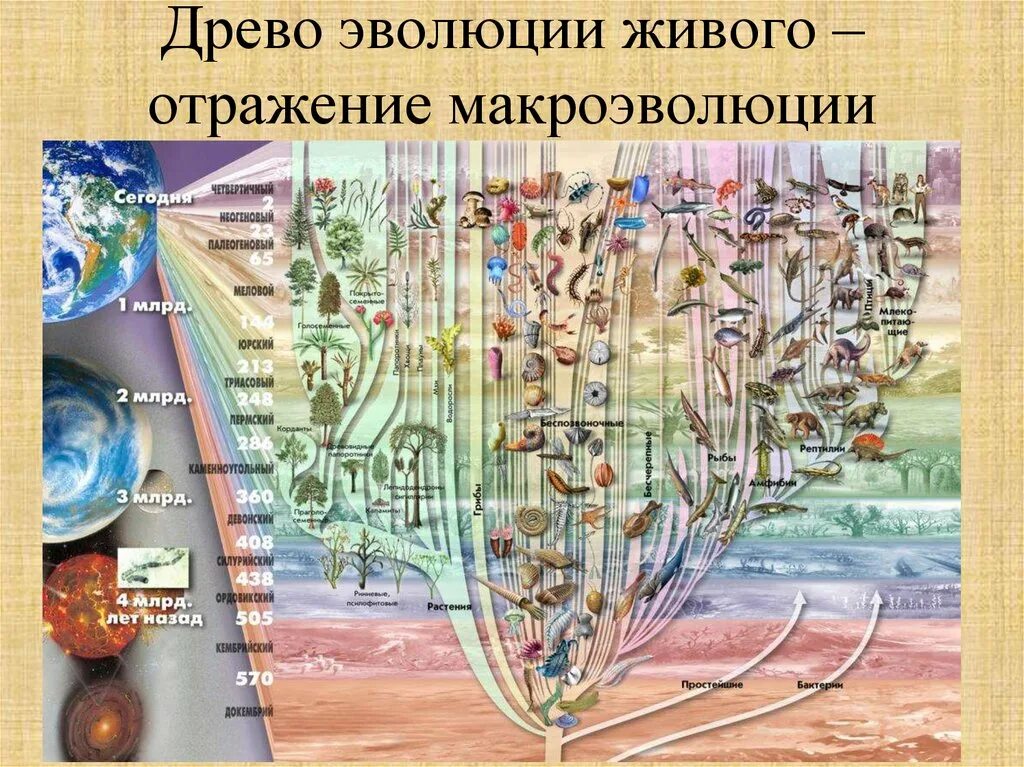 Филогенетическое дерево эволюционное дерево дерево жизни. Древо эволюции живых организмов. Эволюционное Древо жизни биология. Эволюция древа 176