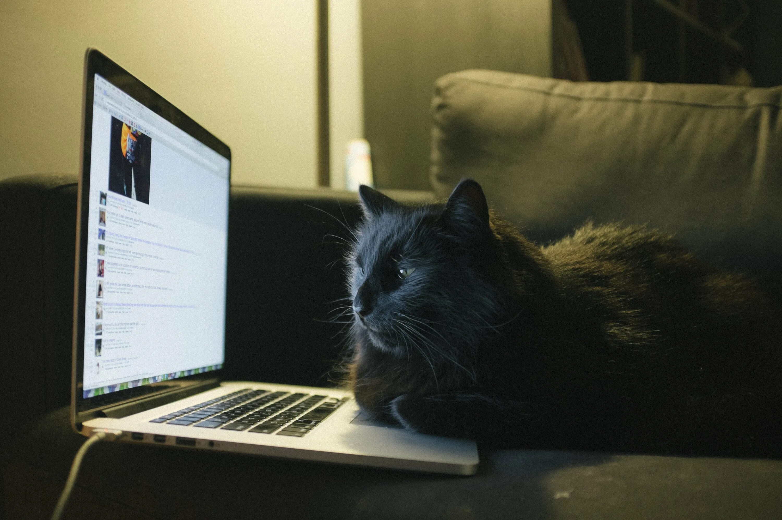Cat programming