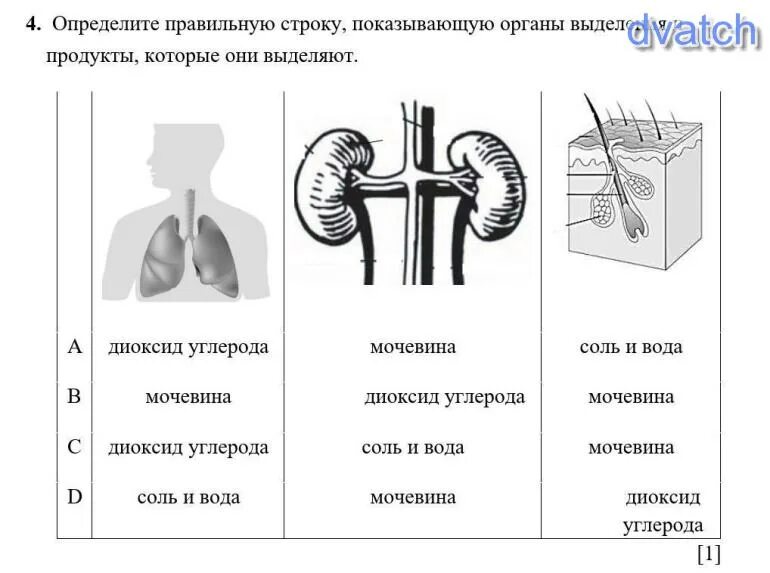 Органы выделения тест 8 класс. Органы выделения и продукты которые они выделяют. Выделительная система человека.