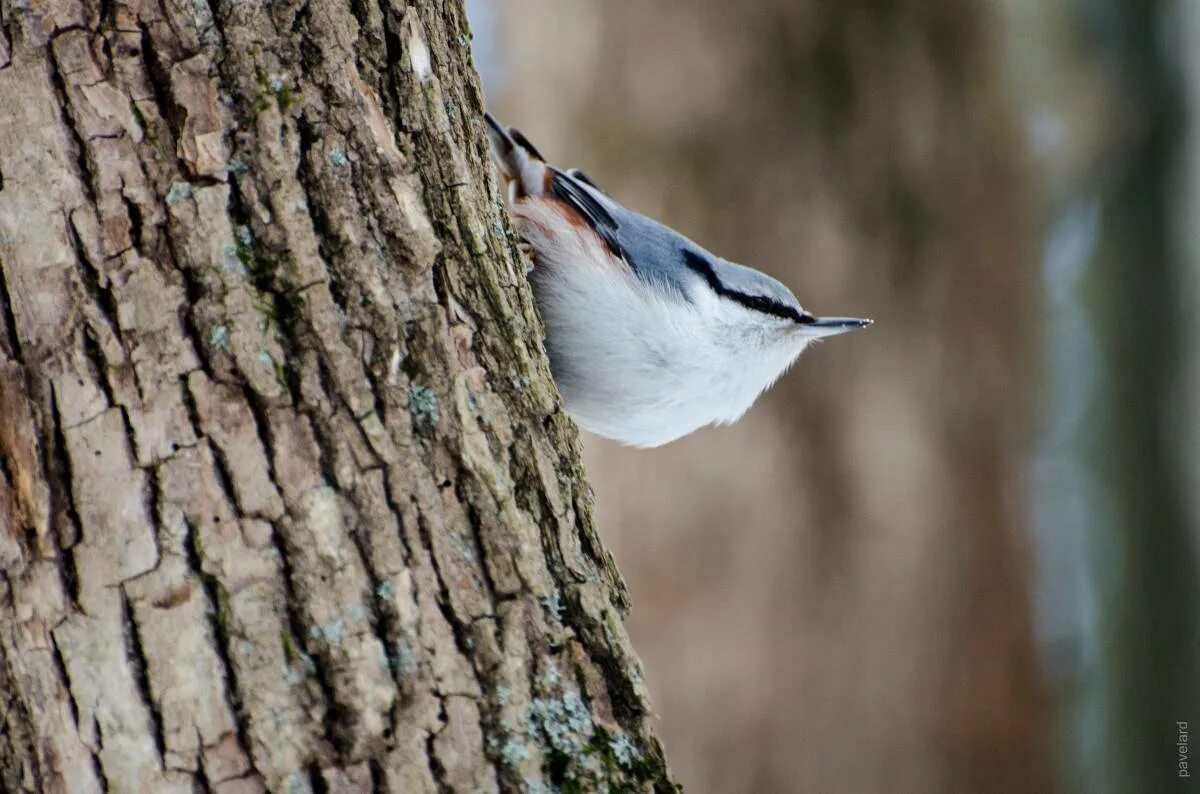 Поползень и пищуха. Поползень пржевальского. Поползень ареал обитания. Поползень птица описание. Поползень почему так называется.