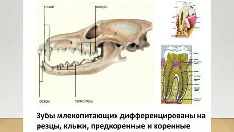 Зубная система животных