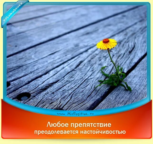 Давайте начнем замечать. Позитивные высказывания. жизнь прекрасна замечайте. замечать прекрасное вокруг. одинокий цветок.