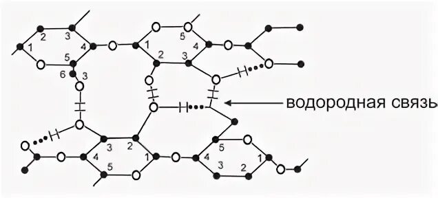 Водородные мостики. Молекула целлюлозы.