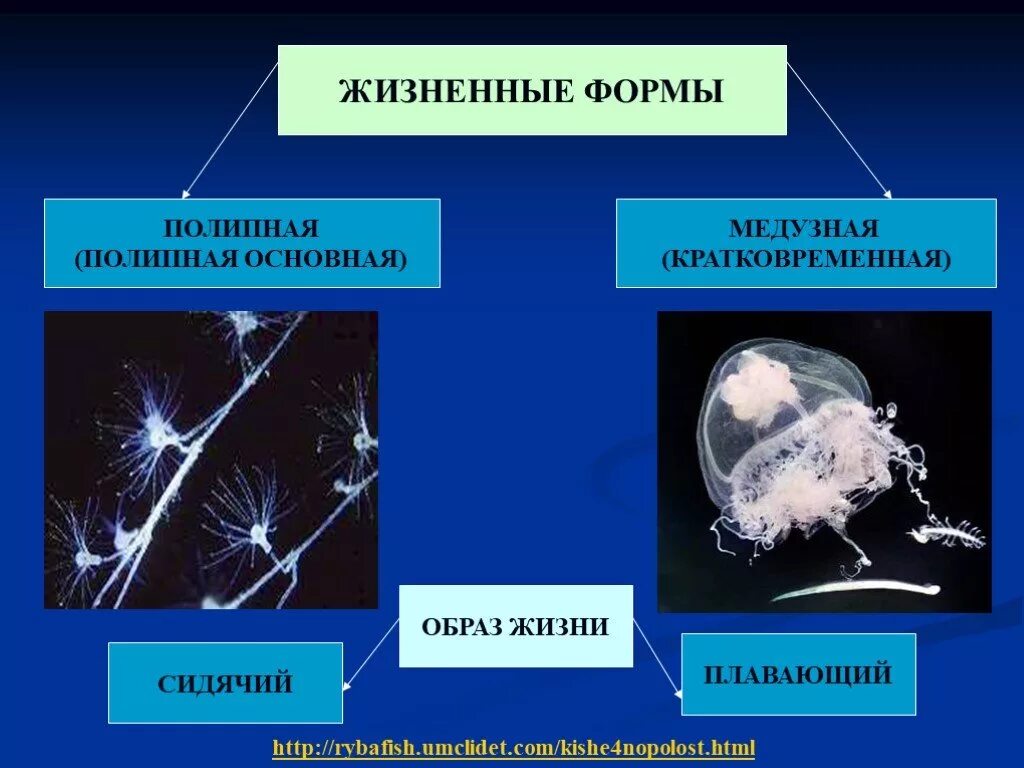 Жизненные формы кишечнополостных. Личинка кишечнополостных. жизненные формы кишечнополостны. образ жизни кишечнополостных. класс сцифоидные жизненные формы.