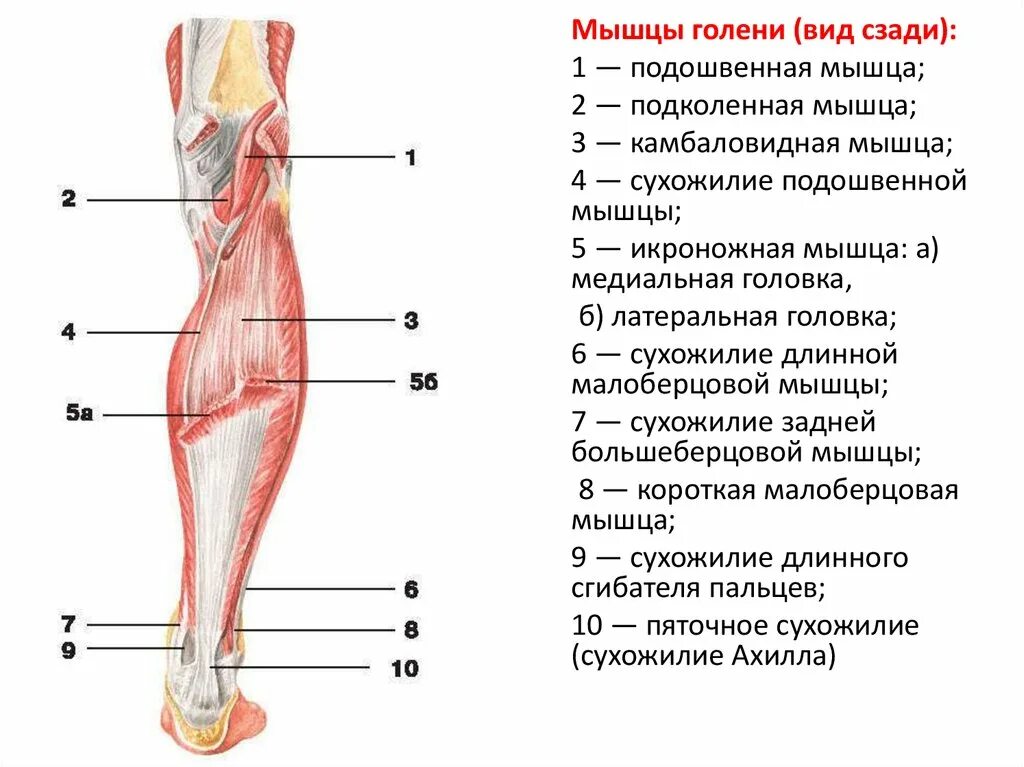 Сухожилие бедро задняя. Задняя группа мышц голени анатомия. Подколенная мышца голени анатомия. Подошвенная мышца голени анатомия. Икроножная мышца голени анатомия.