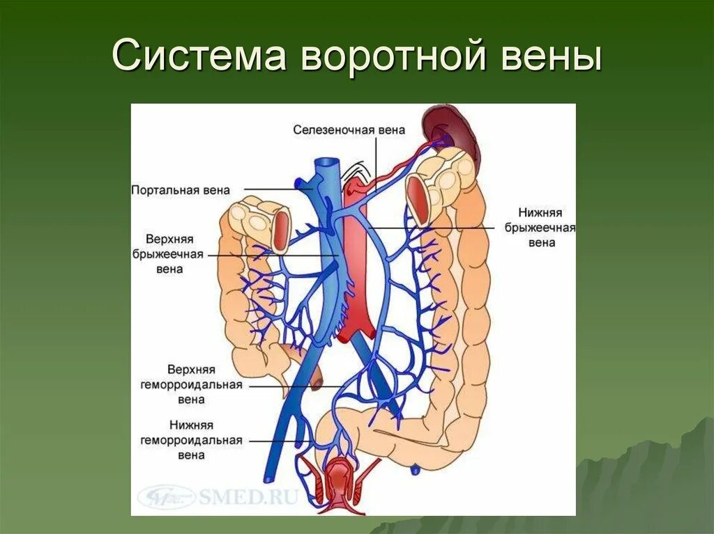 Система воротной вены анатомия. Воротная система печени анатомия. Портальная Вена система. Система воротной вены анатомия схема.