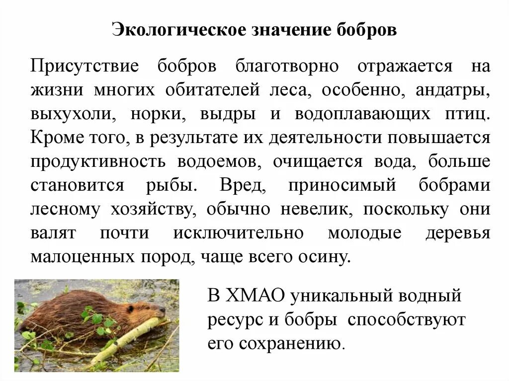 Значение бобра. Экологические связи бобров. экологические связи бобра с природой. роль бобров в природе. значение бобра в природе.