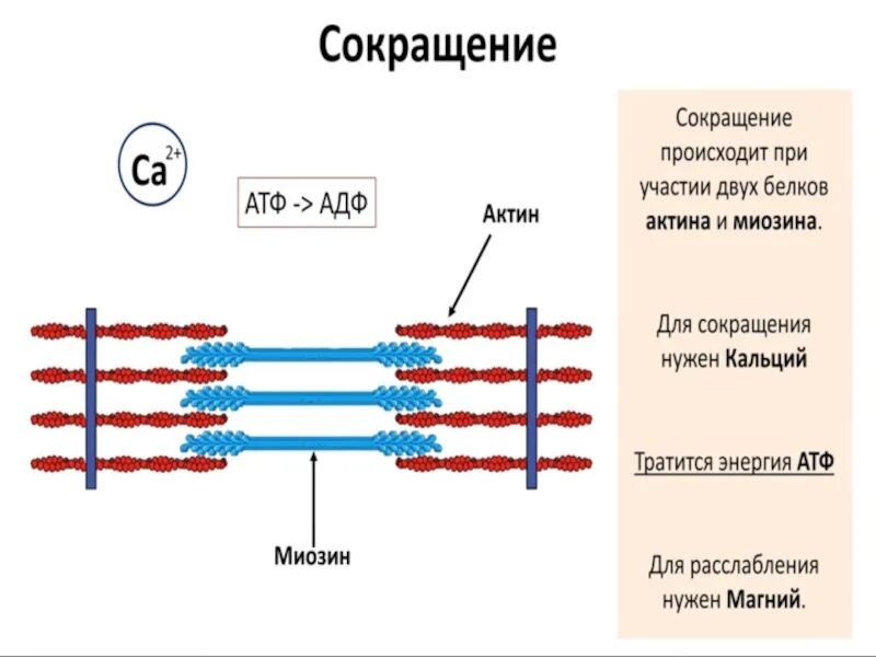 Строение саркомера мышечного волокна. Актин миозин АТФ. Миофибриллы актин миозин. Структура саркомера и механизм сокращения мышечного волокна. Сокращение актина и миозина