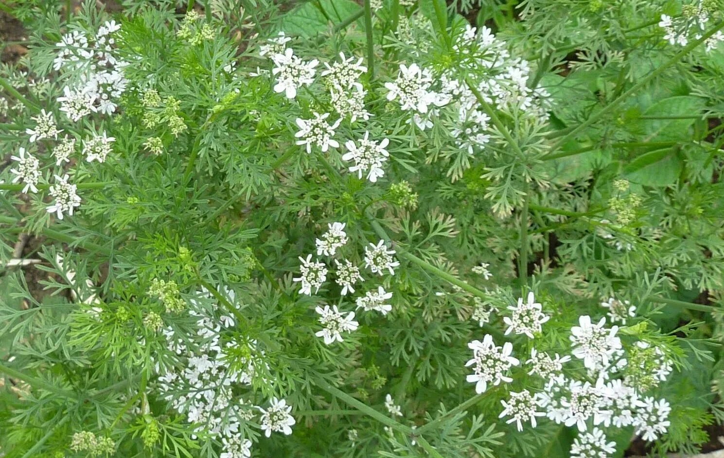 Пахнет укропом. Coriandrum sativum. Кориандр цветок. Кориандр Кубанский. Кинза цветет.