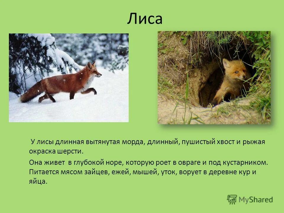 В какой природной зоне не встречается лисица. Доклад о лисе. Лиса животное описание. Лиса описание чем питается. Лиса дикое животное описание.