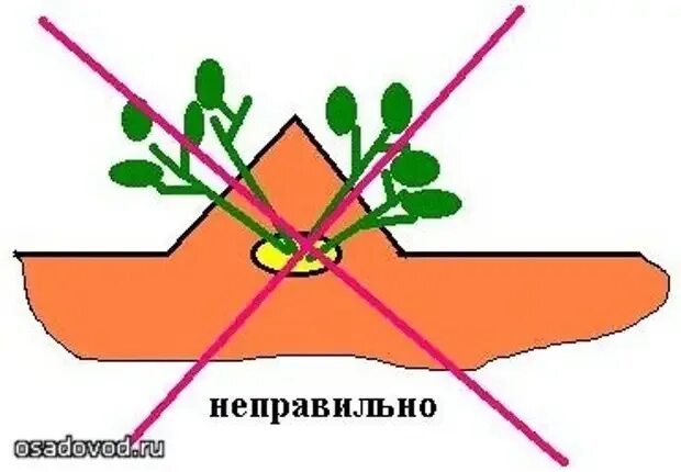 Расстояние между боровками при посадке картофеля. Глубина посадки картофеля в гребни вручную. схема посадки картошки. посадка картофеля схема посадки. правильная посадка картофеля.
