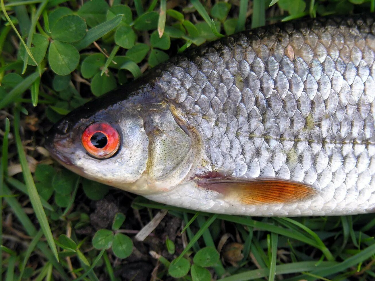 Плотва рыба. Чебак плотва вобла. Карпообразные рыбы красноперка. Плотва очищенная. Чебак сорожка.