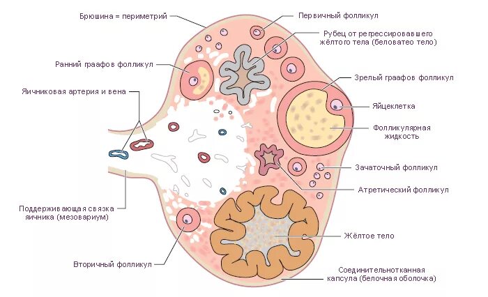 Внутреннее строение яичника. Внутреннее строение яичника анатомия. Микроскопическое строение яичника анатомия. Внутреннее строение яичника схема. Строение яичника женщины анатомия.