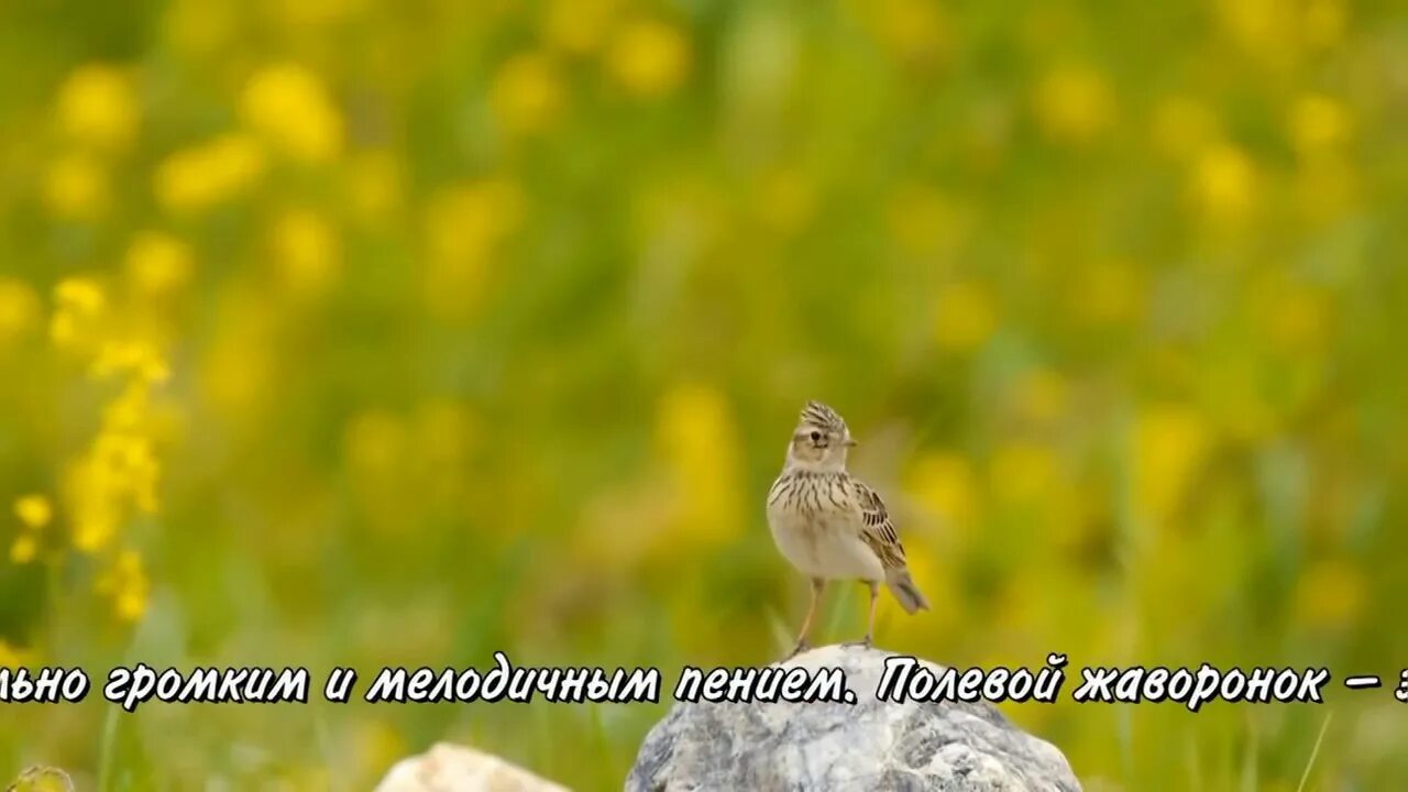 Песня жаворонки голосят над. Жаворонок. Жаворонок полевой пение. Жаворонок птица пение. Жаворонок лето цветы.