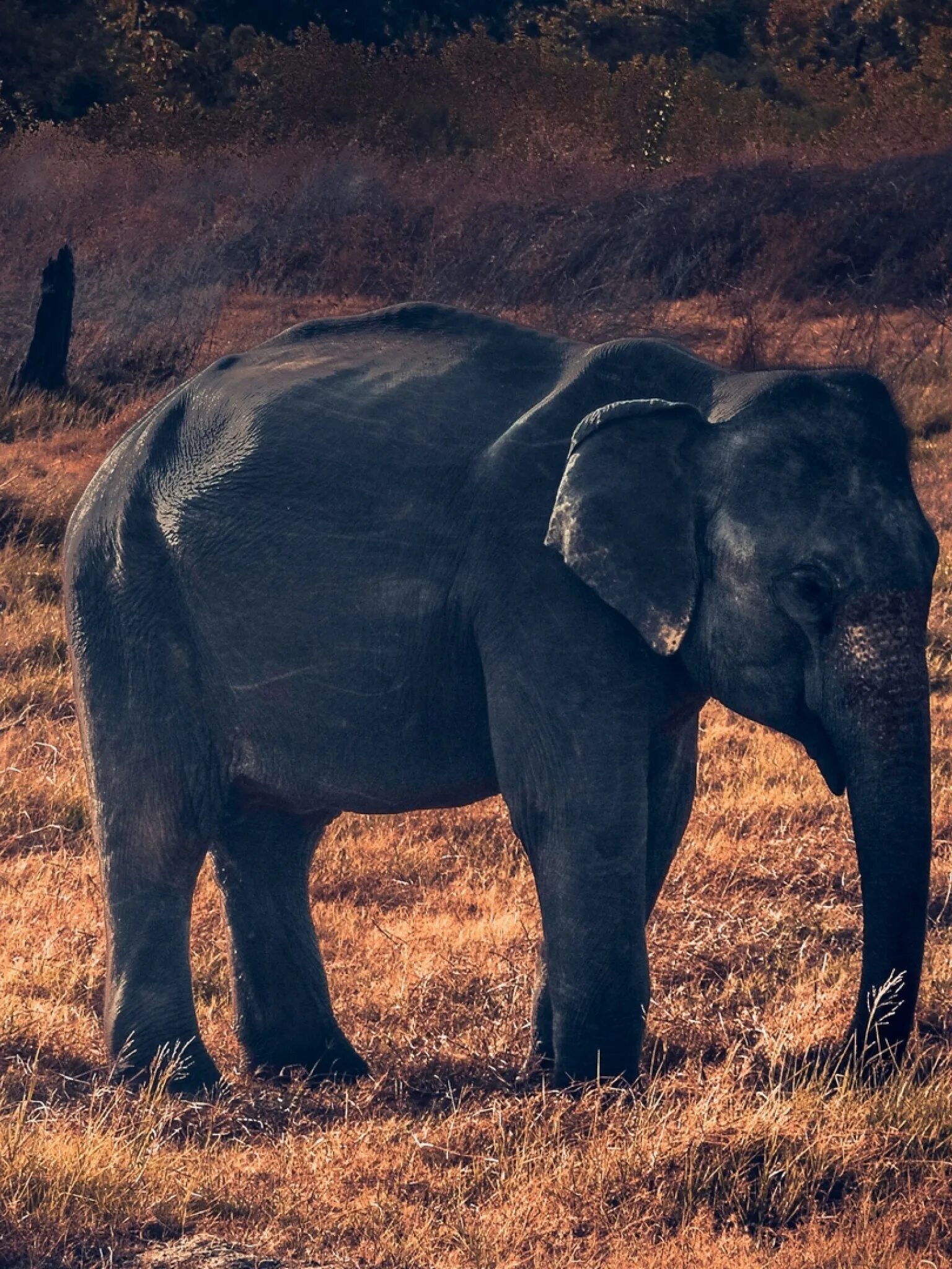 Найди слона. Слоненок ищет Африку. Найдите слона. African Elephants 2008.