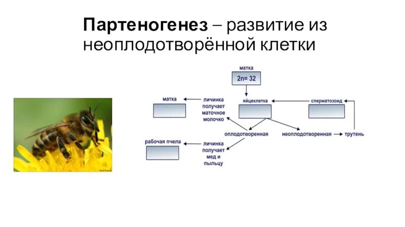 Партеногенез у пчел схема. Партеногенез схема размножения. Партеногенез это в биологии 9 класс. Гаплоидный партеногенез схема.