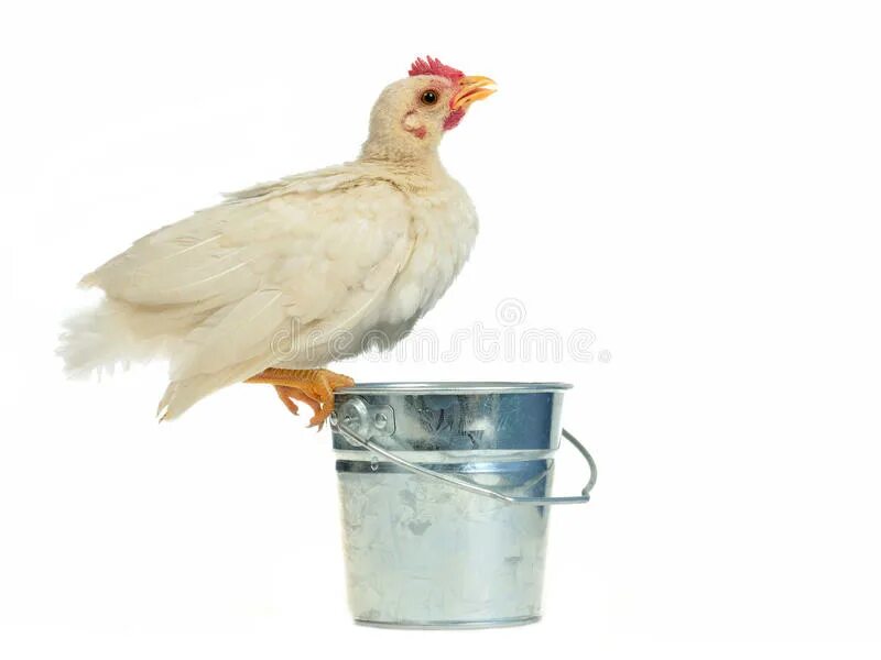 Курица пьет воду. Курица с ведром. Ведро цыплят. Ведёрко курочек. Курица пьет.