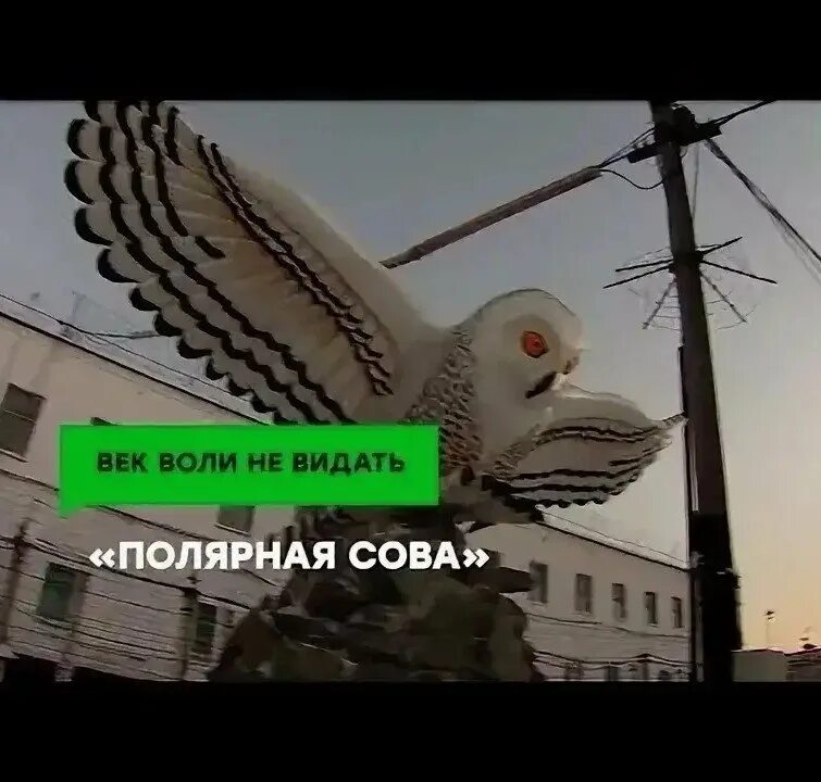 Белая сова пожизненно
