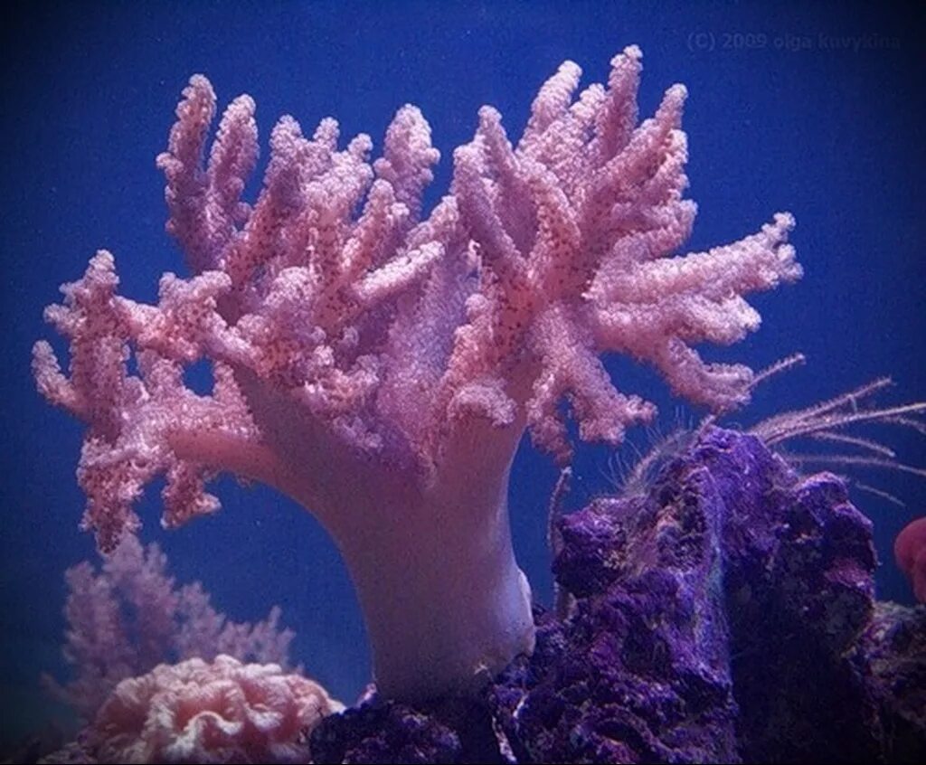 Coral life. Коралловые полипы Кишечнополостные. Морские Кишечнополостные коралловые полипы. Кишечнополостные класс коралловые полипы. Колониальные коралловые полипы.