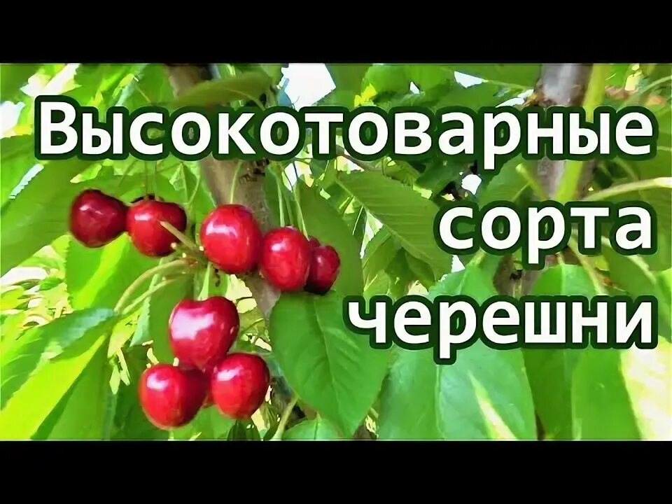 Черешня сорта самба. Черешня самба.