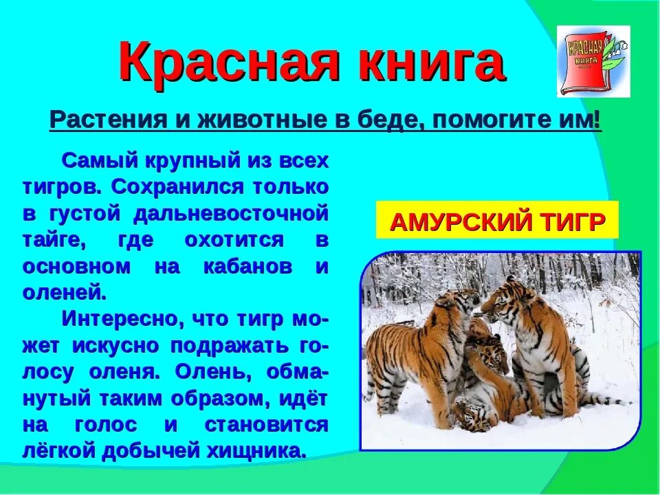 Проект животные красной книги. Животные красной книги 2 класс окружающий мир. Тигр из красной книги сообщение. Окружающий мир Амурский тигр.