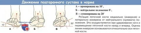 Пятка это сустав