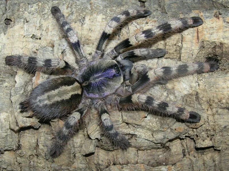 Пауки шри ланки. Пецилотерия Формоза. Паук птицеед Poecilotheria regalis. Птицеед Формоза. Пецилотерия Формоза паук.